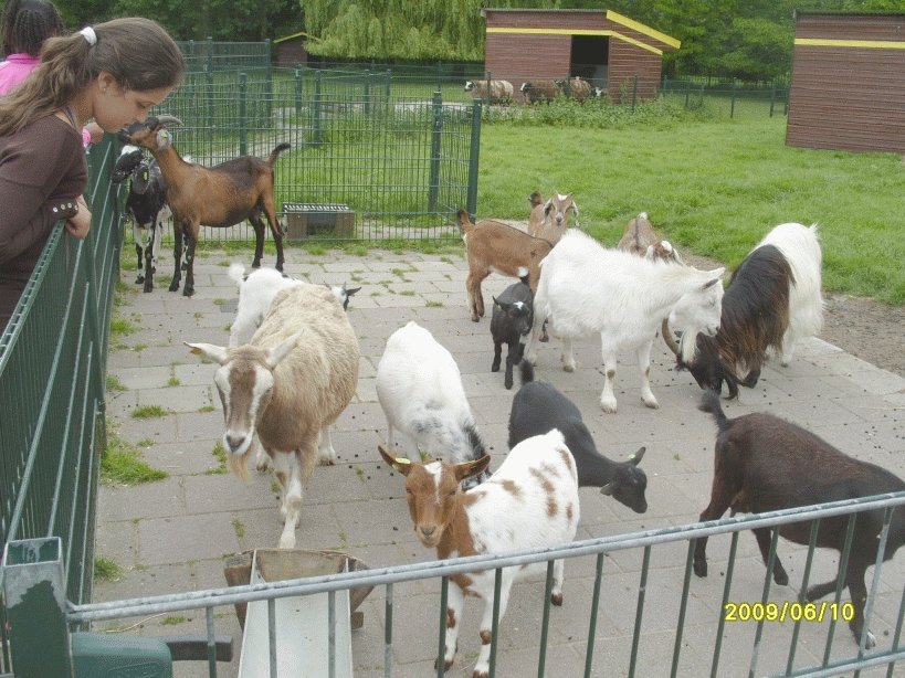 br_513kleinegeitjesvankinderboerderijbrinkie.jpg