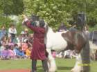 br_613actcircuspaardcircuszanzarabijkinderboerderijbrinkie_small.jpg