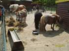 br_655ponysvankinderboerderijbrinkie_small.jpg