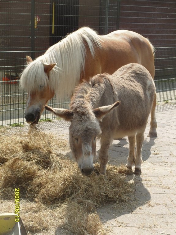 br_656ponysopdekinderboerderijbrinkie.jpg