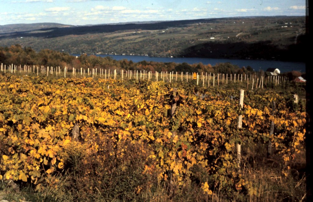 usa750thewinedistrictfingerlakesny.jpg